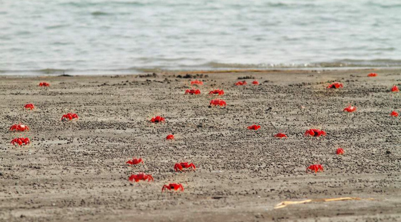 Klitoris va katta labiyaning fotosuratlari
