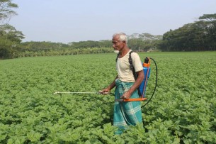ভোলায় আলু ও বীজতলায় রোগ সংক্রমণের শঙ্কা