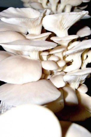 ভোলায় কলেজ পড়ুয়া ছাত্রের মাশরুম চাষ