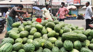 চরফ্যাশনে তরমুজের বাম্পার ফলনে চাষীদের মুখে হাসি