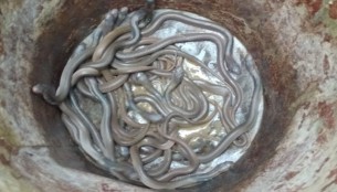 চুলার মাটি খুঁড়তেই বেরিয়ে এলো ৫০টি গোখরা সাপের বাচ্চা