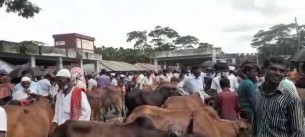 ভোলায় কোরবানীর হাটে পশুর দাম চড়া হিমশিম খাচ্ছেন ক্রেতারা