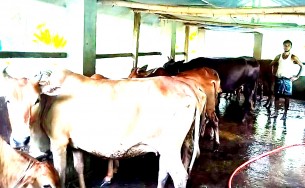 লালমোহনে অনলাইনে বিক্রি  হবে কোরবানির পশু