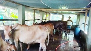 লালমোহনে কোরবানির পশু বিক্রি হবে অনলাইনে