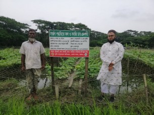 ভোলায় বৃদ্ধি পেয়েছে সার্জণ পদ্ধতিতে সবজি চাষ