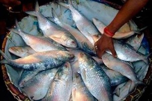 ভোলায় ৭৮ ভাগ ইলিশ উৎপাদন বৃদ্ধি