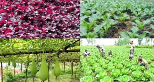 ভোলায় ১২ হাজার হেক্টর জমিতে আবাদ হচ্ছে শীতকালীন শাক-সবজি