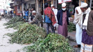 চরফ্যাসনে মিষ্টি আলুর লতা বিক্রি করে লাভবান হচ্ছে কৃষকরা
