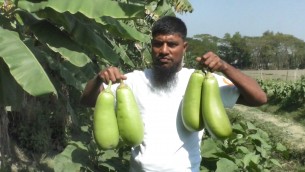 ভোলায় নতুন জাতের বেগুন চাষে কৃষক সেলিমের সফলতা