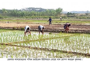 লালমোহনের কৃষকরা  বোরো আবাদে ব্যস্ত