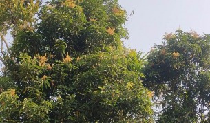 বৃষ্টিতে আমের ফলন নিয়ে শঙ্কায় চাষিরা