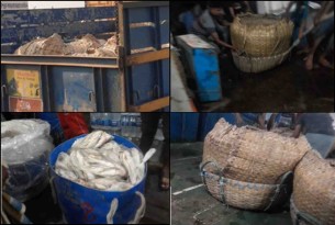 ভোলায় নিষেধাজ্ঞা উপেক্ষা করে লঞ্চ ও ট্রাকে যাচ্ছে লাখ লাখ টাকার মাছ
