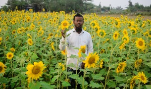 ভোলার লবণাক্ত দুর্গম চরে সূর্যমুখী চাষে সফলতা