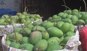 সাতক্ষীরার আম আজ থেকে বাজারে