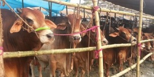 গো-খাদ্যের দাম বাড়ায় দুশ্চিন্তায় ভোলার ১২ হাজার খামারি