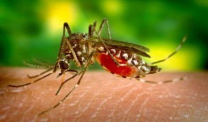 আরও ২২ ডেঙ্গু রোগী হাসপাতালে ভর্তি