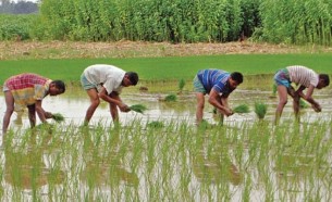 ভোলায় প্রায় এক লাখ ৮০ হাজার হেক্টর জমিতে আমন আবাদ চলছে