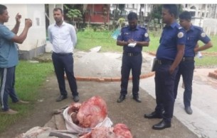 চরফ্যাসনে মরা গরু জবাইর অভিযোগ