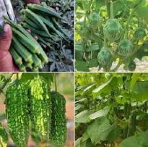 ভোলায় গ্রীষ্মকালীন শাক সবজির বাম্পার ফলন
