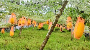 ভোলায় রঙিন তরমুজ চাষে  কৃষকের মাঝে আগ্রহ বাড়ছে