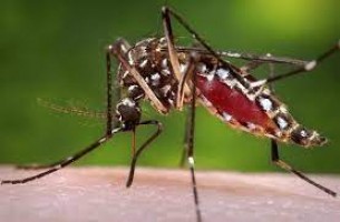 ডেঙ্গুতে মৃত্যু ৫, আক্রান্ত ৭৯৬