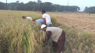 ভোলায় আমনের বাম্পার ফলন : চলছে ধান কাটার উৎসব