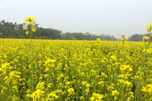 লালমোহনে সরিষার আবাদ ছাড়িয়েছে লক্ষ্যমাত্রা