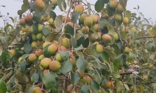 কুমিল্লার গোমতি নদীর তীরে কাশ্মিরী আপেল কুল চাষ
