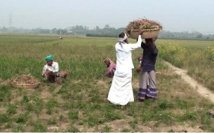 জাজিরায় সংরক্ষণযোগ্য হালি পেঁয়াজের আবাদ বৃদ্ধি পাচ্ছে