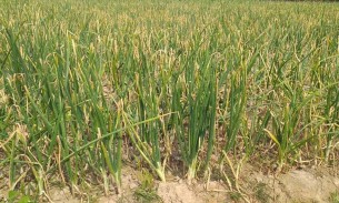জয়পুরহাটে ৯১০ হেক্টর জমিতে এবার পেঁয়াজ চাষ হয়েছে