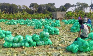 মেহেরপুরের পাতাকপির ভোক্তা এখন বিশ্ববাজারে