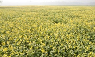 ভোলায় সরিষার বাম্পার ফলনের সম্ভাবনা