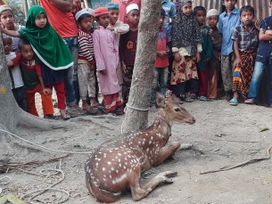 লালমোহনে লোকালয় থেকে হরিণ উদ্ধার