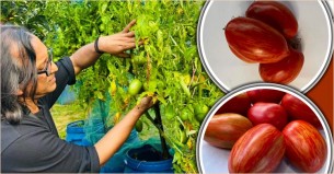টমেটোর নতুন জাত ‘সাউ রেড রুবি’ উদ্ভাবন