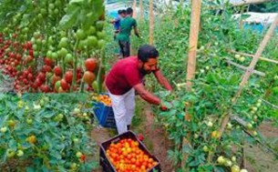 কুমিল্লার উচ্চফলনশীল সবজি চাষ কৃষকের ভাগ্য ক্রমেই বদলাচ্ছে