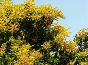 কুমিল্লায় আমের মুকুলের মৌ মৌ গন্ধ