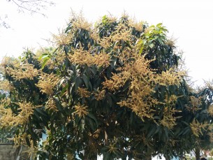 লালমোহনের গ্রামাঞ্চলে আমের গাছে গাছে মুকুল