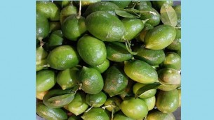ব্রাহ্মণবাড়িয়ায় লেবু চাষে ঝুঁকছেন চাষিরা