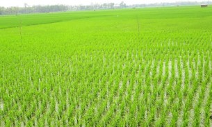 বোরো ধানের সবুজ রঙের চাদর বিছানো এখন জয়পুরহাটের মাঠ-ঘাট
