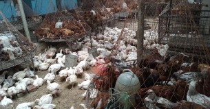 রমজানের প্রথম দিনই কমলো ব্রয়লার মুরগির দাম