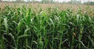দক্ষিণ-পশ্চিমাঞ্চলের ৬ জেলায় লক্ষ্যমাত্রার ১৭,৬৭৬ হেক্টর বেশি জমিতে ভূট্টার আবাদ