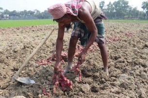 কুমিল্লায় মিষ্টি আলুর বাম্পার ফলন