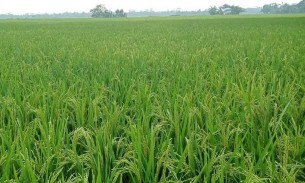 কোটালীপাড়ায় ৯৫০ হেক্টর জমিতে বোরো ধানের চাষাবাদ বৃদ্ধি