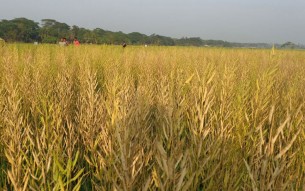 কোটালীপাড়ায় সরিষার বাম্পার ফলন