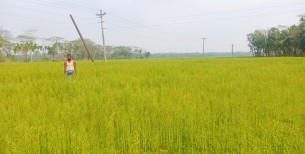 ভোলায় সরিষা আবাদ করে  লাভের স্বপ্ন দেখছে কৃষকরা