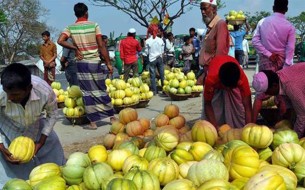 কুমিল্লার দাউদকান্দির বাণ্যিজ্যিক ভিত্তিতে বাঙ্গি চাষ