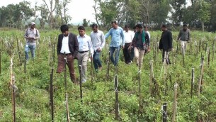 শরীয়তপুরের জাজিরায় নিরাপদ টমোটোতে আস্থা ফিরেছে ভোক্তাদের