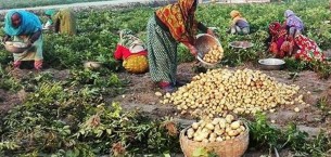 কুমিল্লায় আলুর বাম্পার ফলনে চাষিদের মুখে হাসি