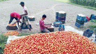 কুমিল্লার চান্দিনায় টমেটো চাষে স্বচ্ছলতা