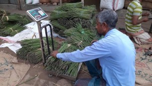 জয়পুরহাটের চাহিদা মিটিয়ে সজিনা যাচ্ছে বিভিন্ন জেলায়